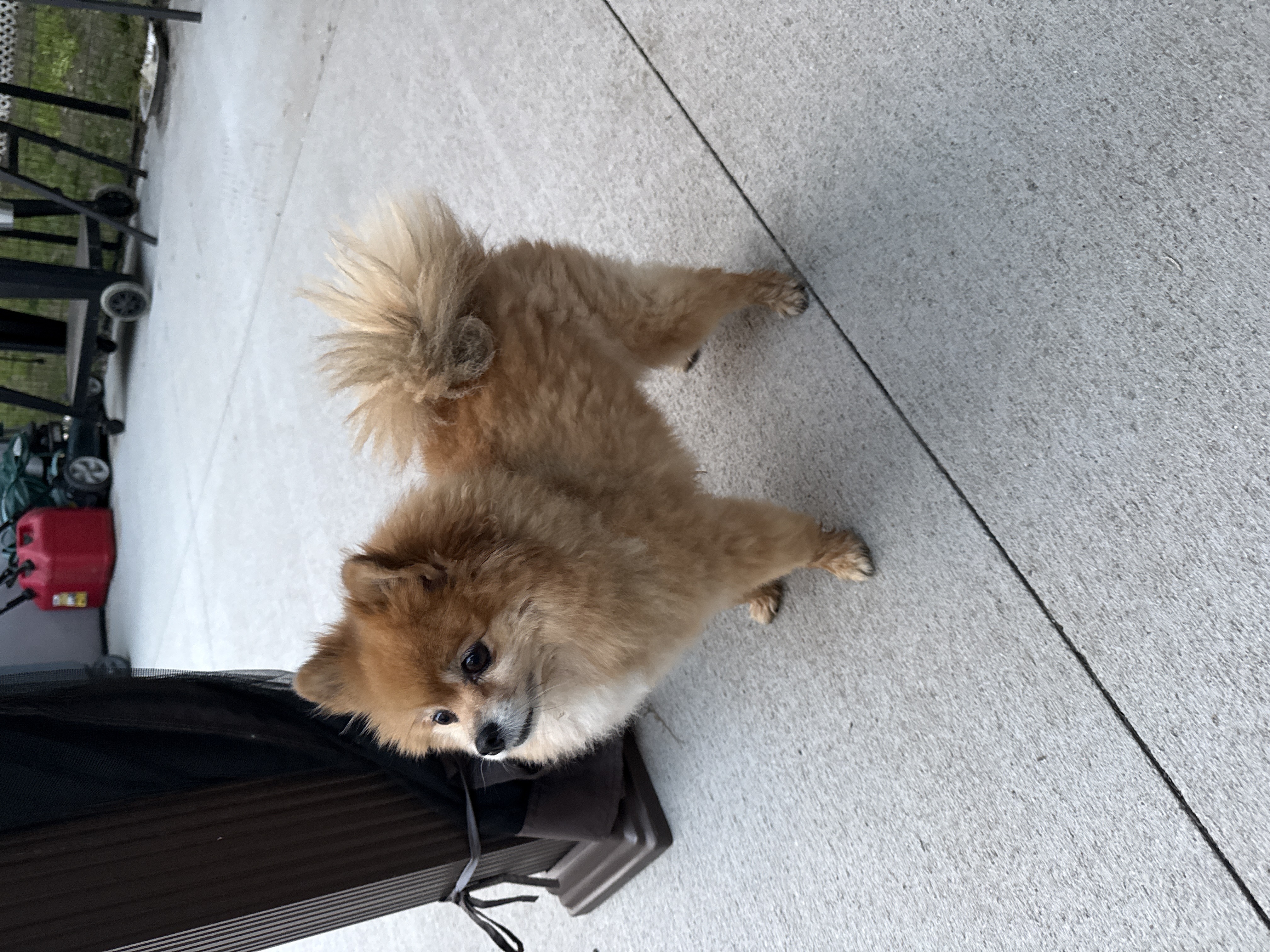 Emmy the dog